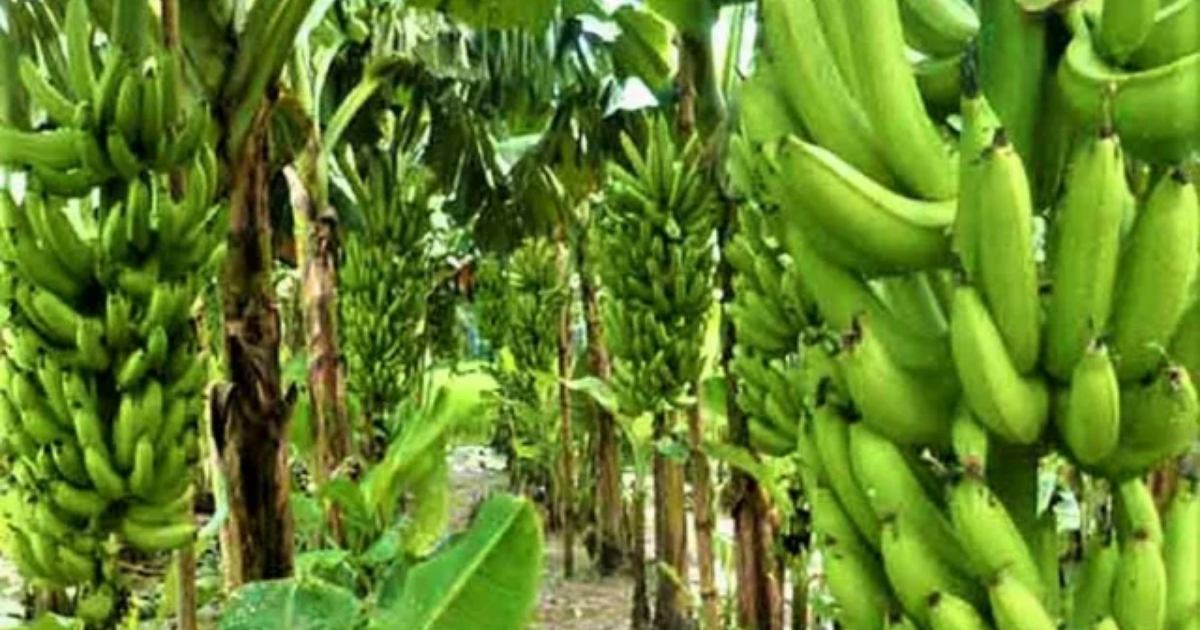 জি-নাইন জাতের কলার বাণিজ্যিক চাষে নতুন সম্ভাবনা