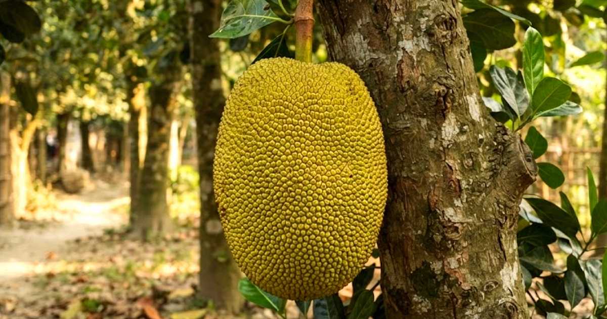 জাতীয় ফল কাঁঠাল দিবস আজ