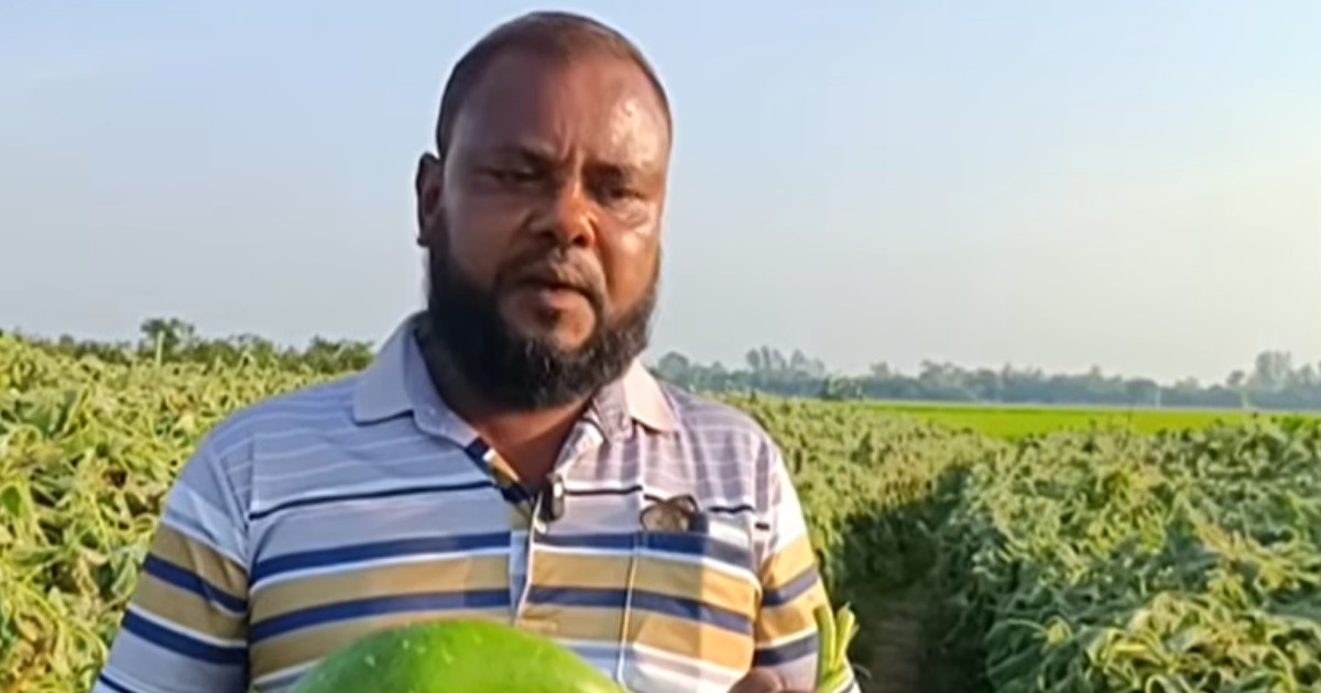 নবাবগঞ্জে রাতের আঁধারে কৃষকের হাজার লাউগাছ কেটে সাবাড়