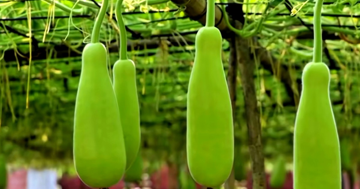 কম খরচে অধিক লাভের জন্য সেরা শাকসবজি চাষের উপায়