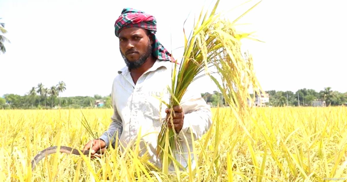 নওগাঁয় আউশের বাম্পার ফলনেও চরম লোকসানে কৃষক