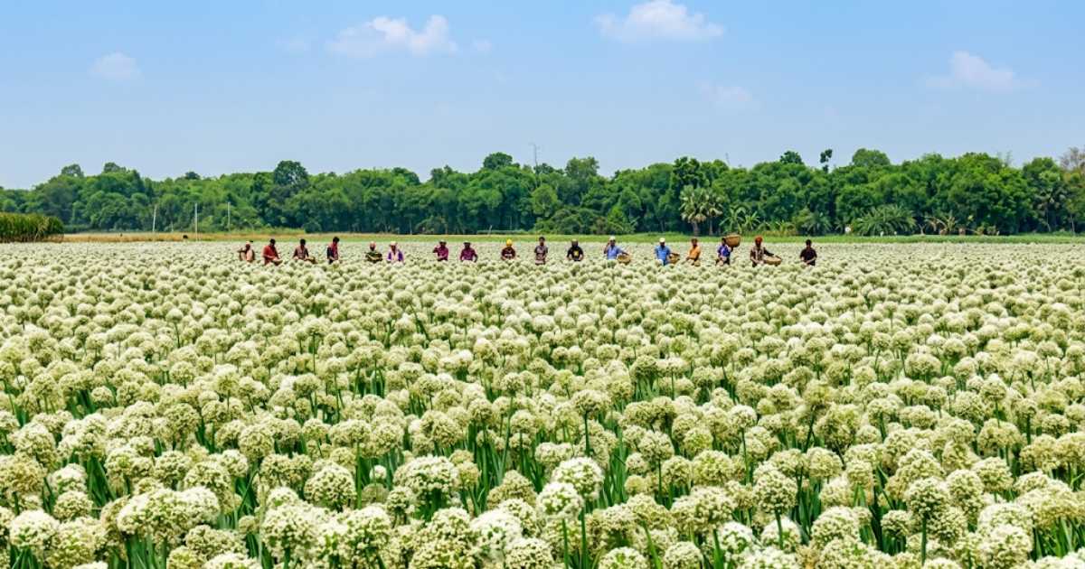 পেঁয়াজের বীজ চাষে সাহিদা বেগমের বাজিমাত