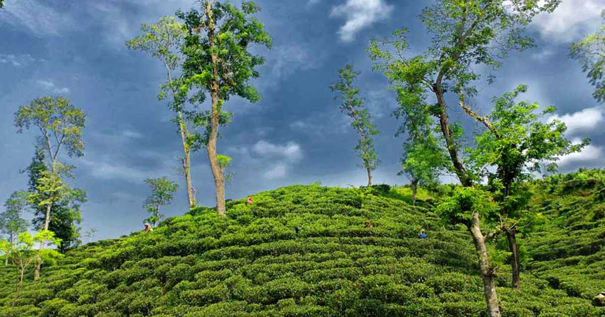 মৌলভীবাজারে পর্যটন বিকাশ থমকে আছে সরকারি উদ্যোগহীনতায়