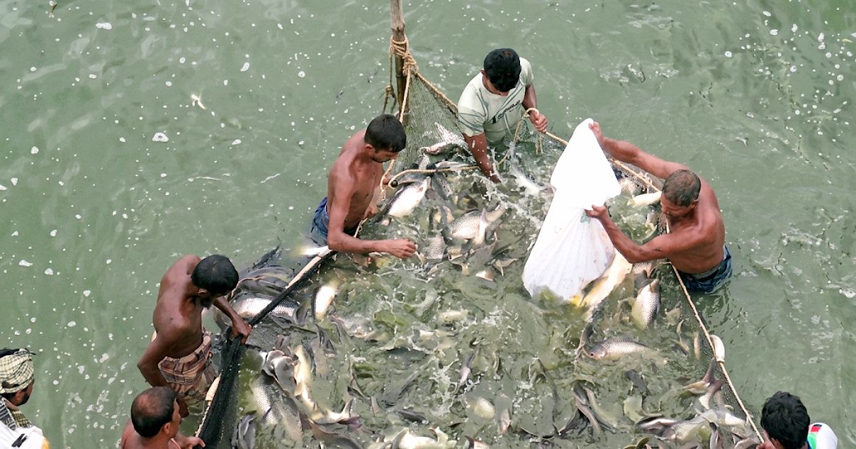 সমন্বিত খামারে ত্রিশালের সাফল্য: ৬০ পুকুরে মাছ ও পোলট্রি