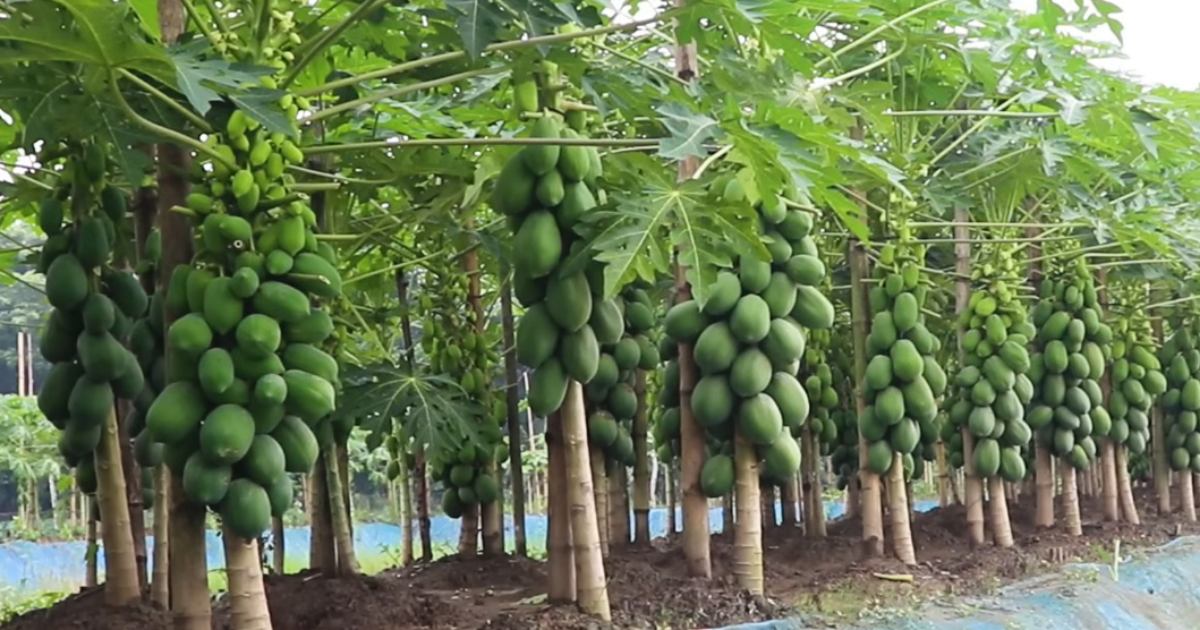 স্ত্রীর হার চুরি করে পেঁপে বাগান শুরু করেছিলাম