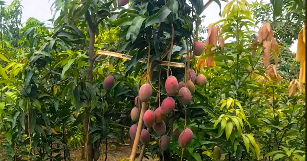 আমের বাগান করে স্বাবলম্বী কৃষি উদ্যোক্তা রোমান