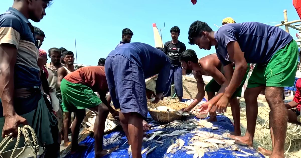 শত শত মণ ইলিশের পাইকারি বাণিজ্য: সরগরম চেয়ারম্যান ঘাট