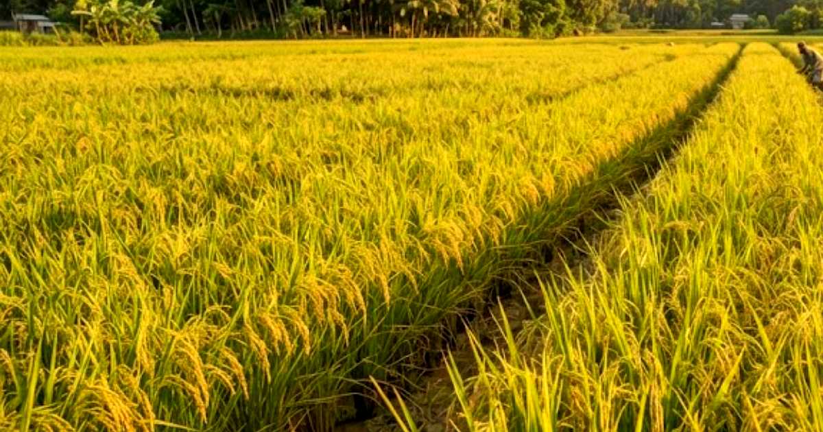 ধান চাষে কম খরচে শতভাগ আগাছা নিয়ন্ত্রণের সহজ পদ্ধতি