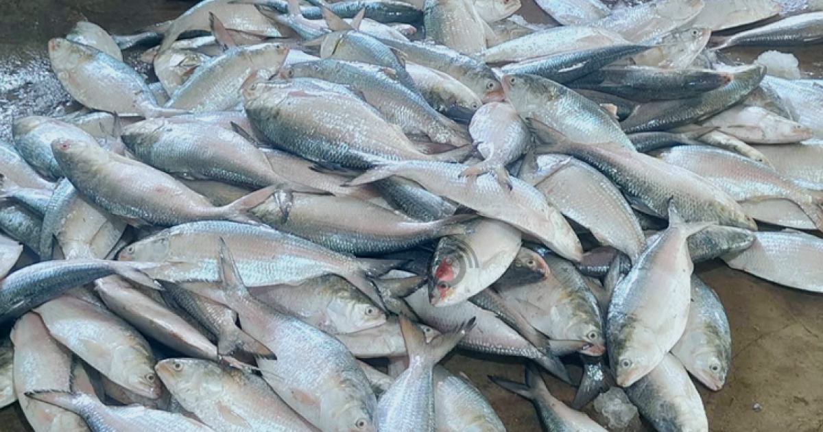 ইলিশের নিয়ে সুখবর দিল আড়তদাররা
