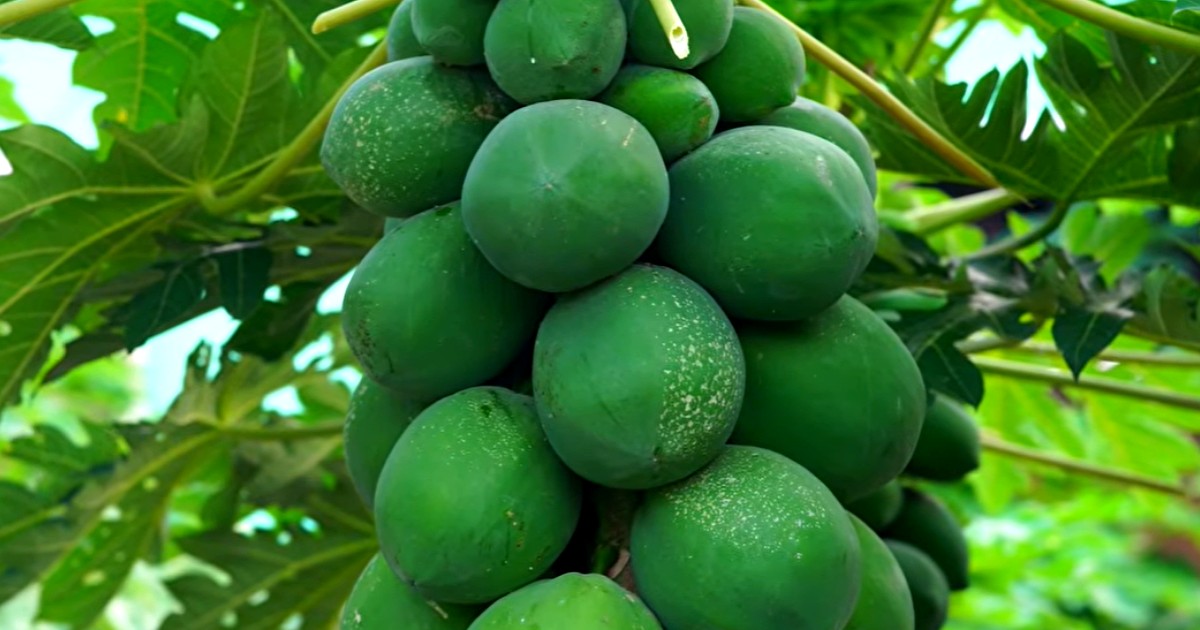 চাকরি ছেড়ে পেঁপে চাষে সফল