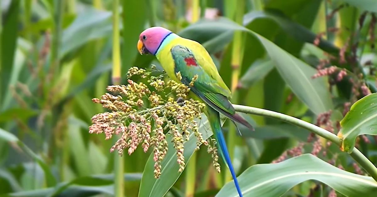হীরামন টিয়ার টানে ভোর হতেই নওগাঁর মাঠে ক্যামেরা হাতে দেশের নানা প্রান্তের মানুষ