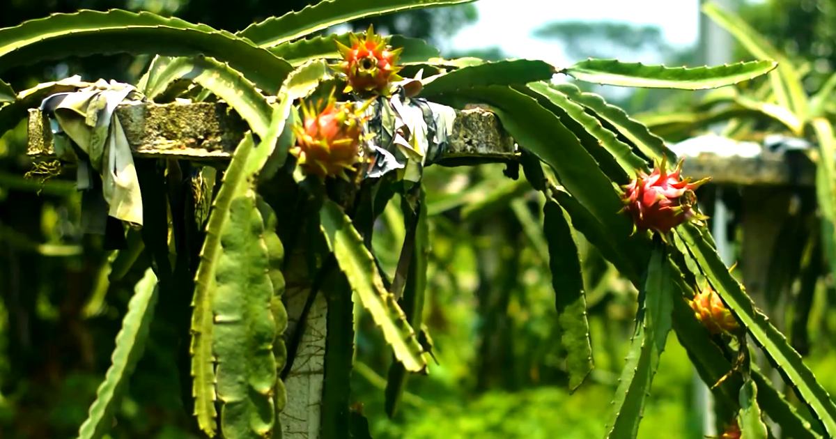 লেমন ইয়েলো নাকি নাইট কুইন, স্বাদে কোন ড্রাগন ফলটি এগিয়ে