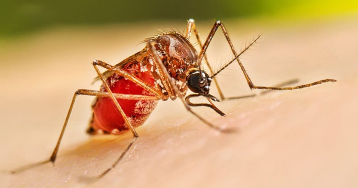 ডেঙ্গুতে আরও ৫ জনের মৃত্যু