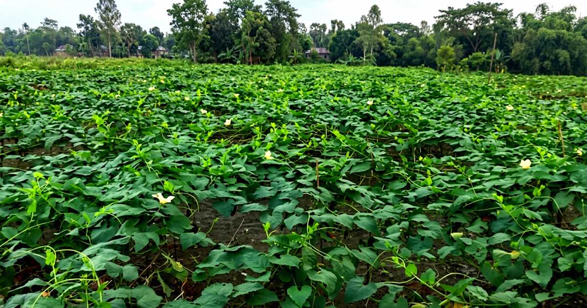 কাঁকরোল চাষে কোটি টাকার বাণিজ্যে নরসিংদীর চাষিরা
