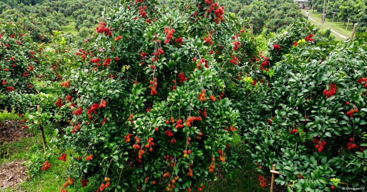 রামবুটান চাষে বাজিমাত করেছেন ময়মনসিংহের দুই উদ্যোক্তা