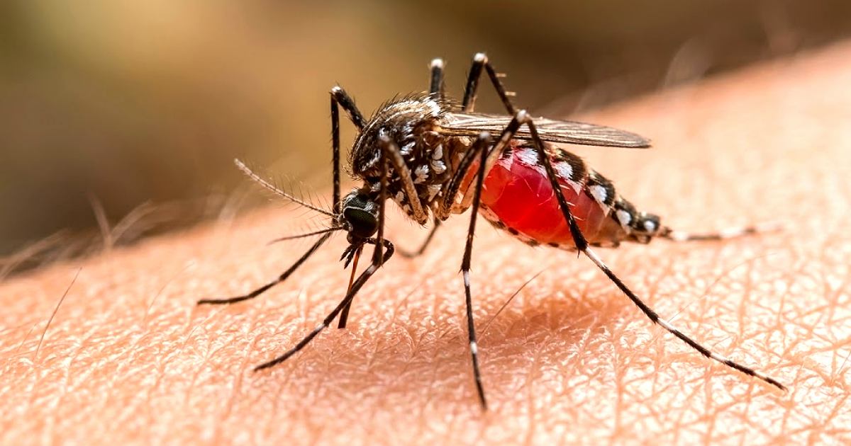 ডেঙ্গুতে আরও ৬ জনের মৃত্যু