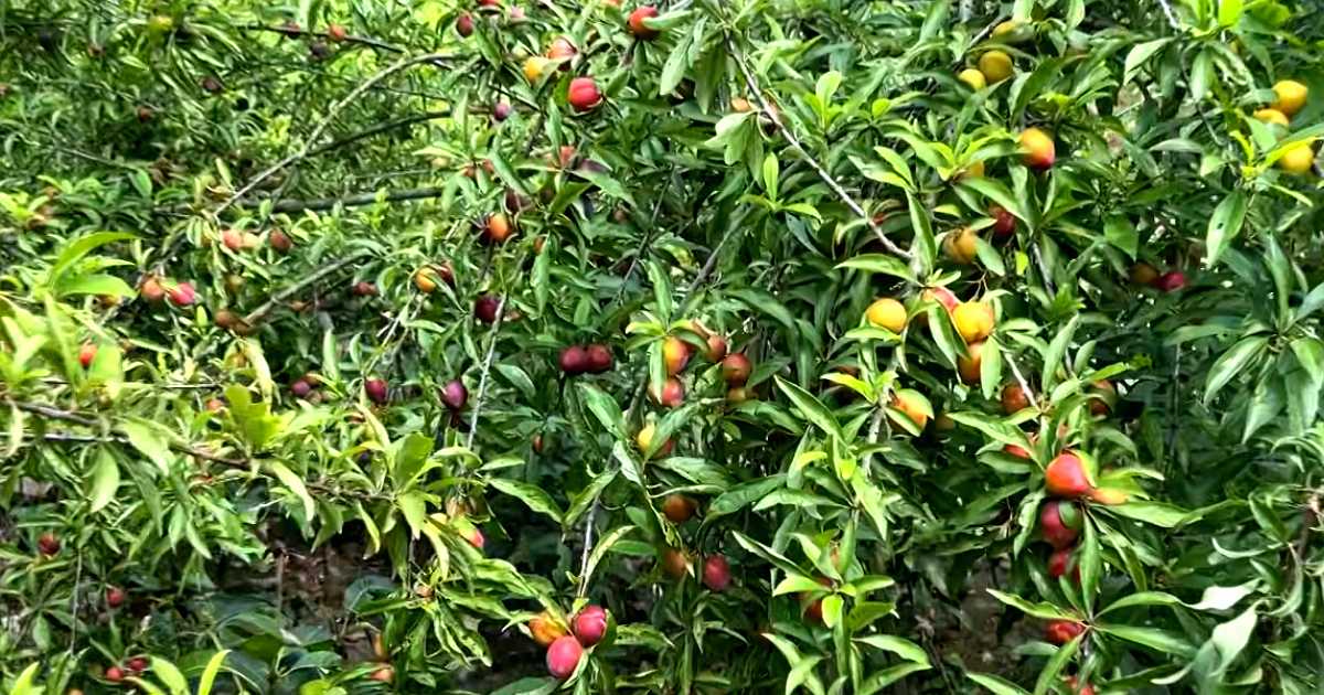 চুয়াডাঙ্গায় আলুবোখারা চাষে বাজিমাত সজলের
