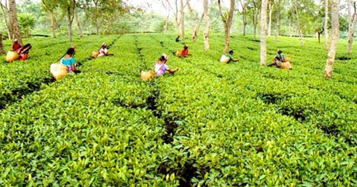 চা খাতের উন্নয়নে সরকারের সমন্বিত কর্মপরিকল্পনা ও বড় উদ্যোগ গ্রহণ