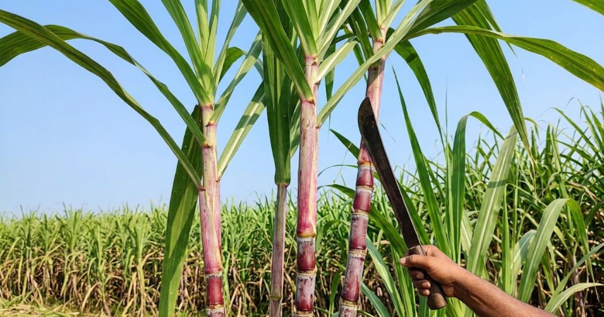 আখের বাম্পার ফলনে কৃষকের মুখে হাসি