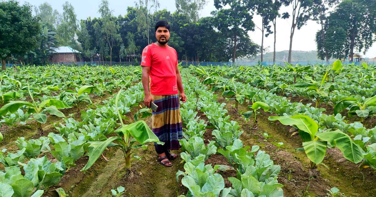 কলার সঙ্গে সাথী ফসল ফুলকপিতে নতুন সম্ভাবনা