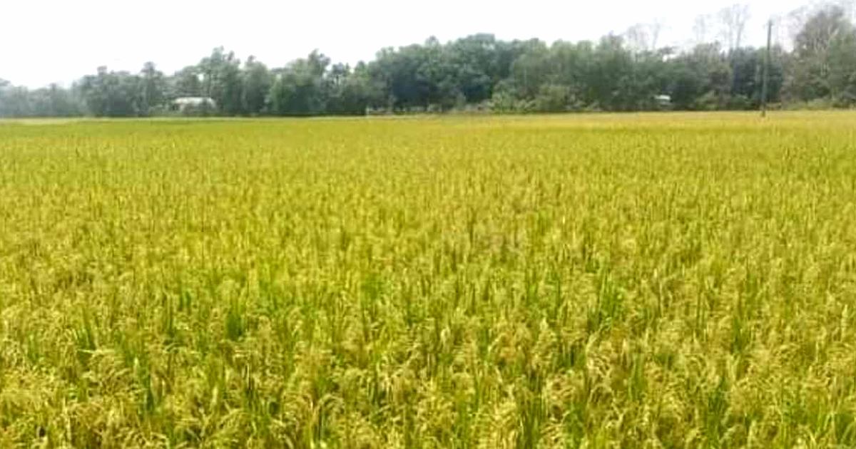 কৃষিতে উচ্চফলনশীল জাত উদ্ভাবনে বিনার বৈপ্লবিক সাফল্য ও বিশ্বরেকর্ড