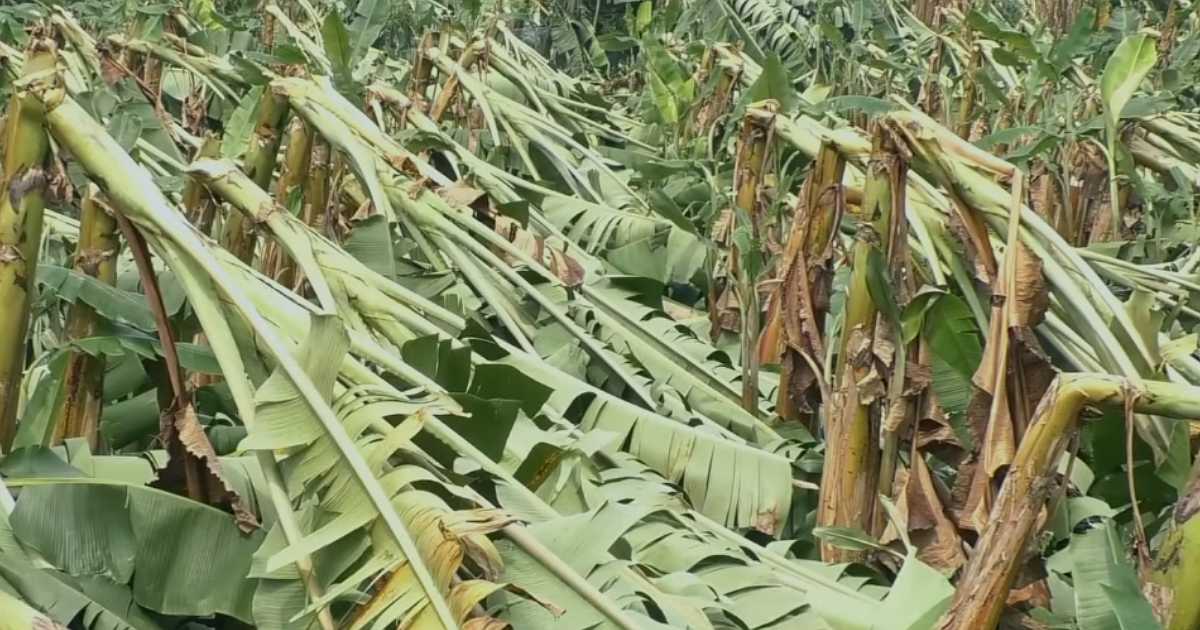 ১৫ মিনিটের ঝড়ে লণ্ডভণ্ড কলা ও পেঁপে বাগান, ক্ষতি শত কোটি টাকা