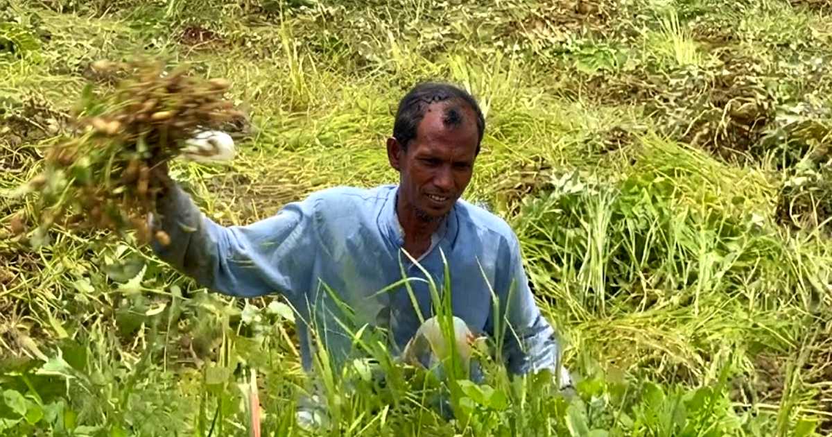 বালুময় জমিতে বাদামের ফলন ভালো হওয়ায় স্বস্তিতে কৃষকরা