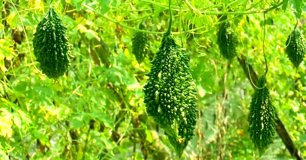 কৃষিতে লোকসান নেই যদি সঠিক কৌশল ও বাজার ধরা যায়