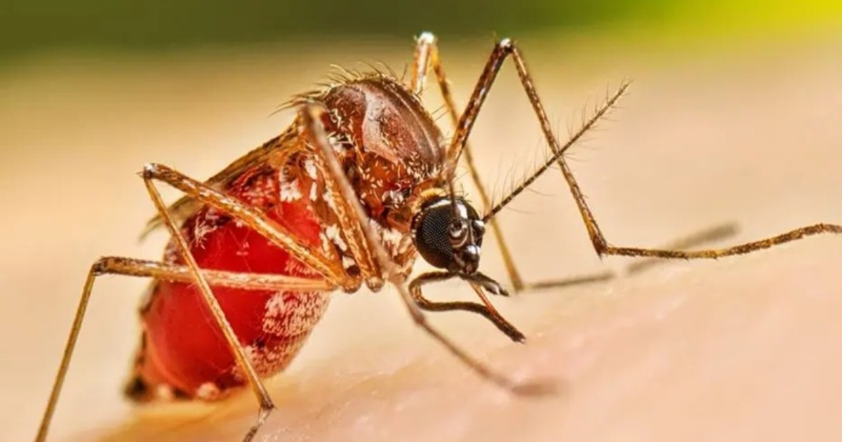 ডেঙ্গুতে একদিনে ৫ জনের মৃত্যু