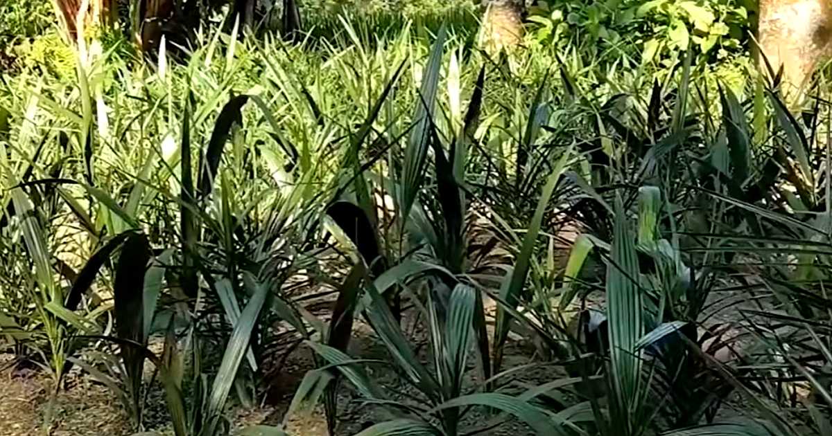 বজ্রপাত রোধে দেশি খেজুর চারা গাইবান্ধায় অনাবাদী জমিতে কৃষকের বাজিমাত