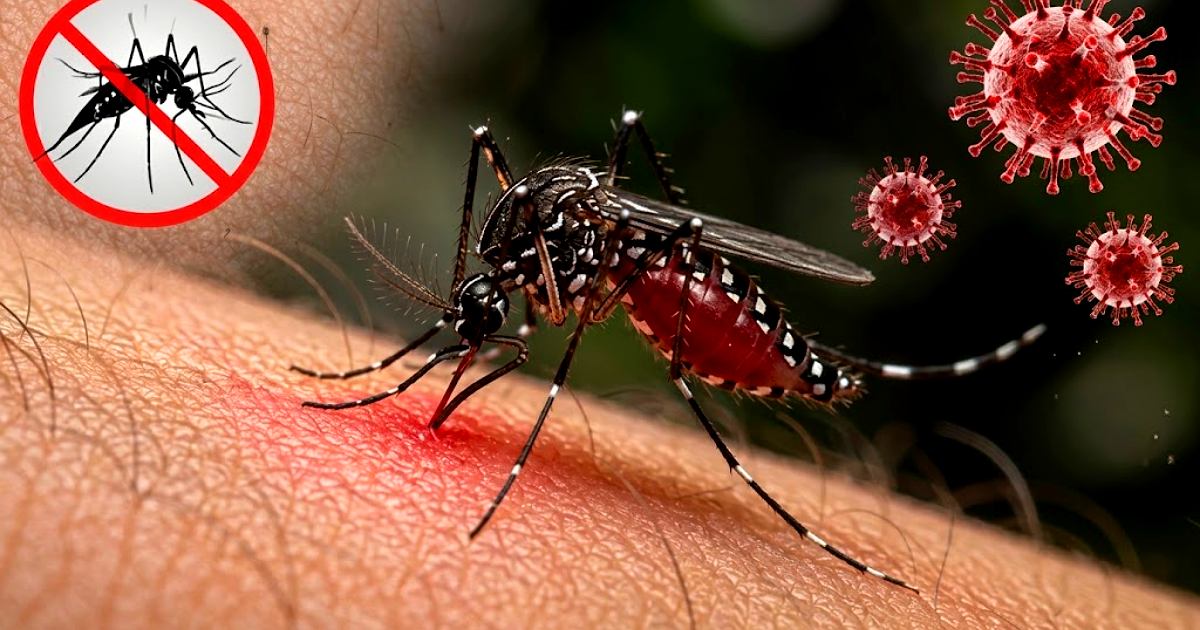 ডেঙ্গুতে ২৪ ঘণ্টায় ৬ জনের মৃত্যু