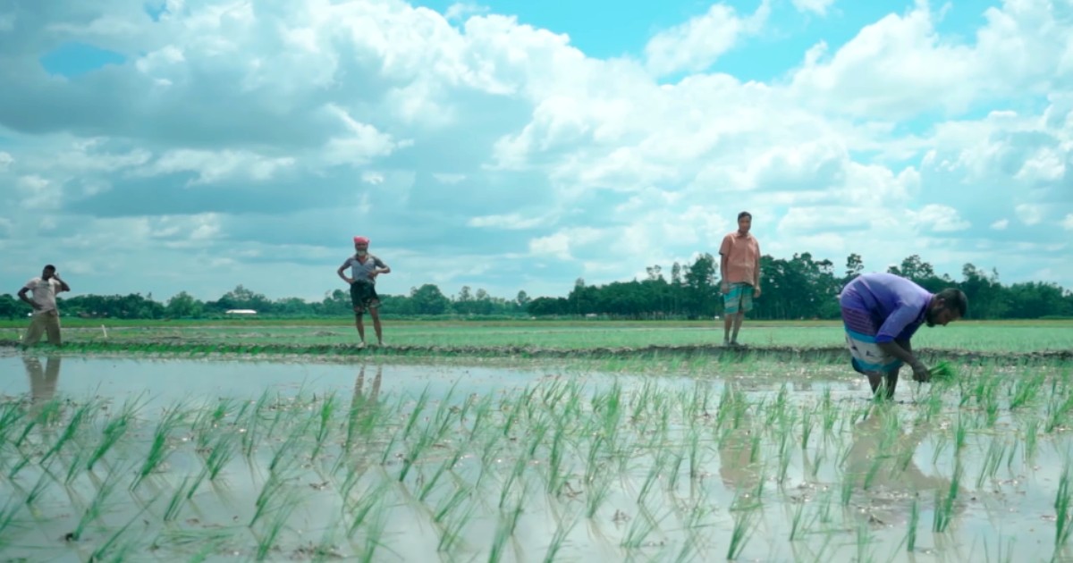 আমন ধান চাষের জন্য জমিতে শুরু হয়েছে ব্যস্ততা