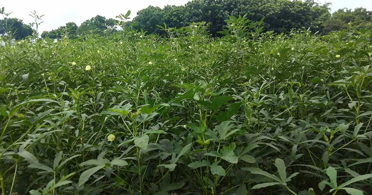 মেহেরপুরে অনুকূল আবহাওয়া ও ভালো দামে ঢেঁড়স চাষে লাভবান হচ্ছেন কৃষকরা
