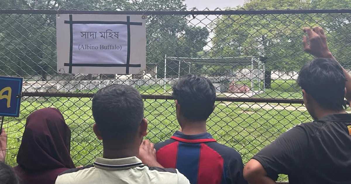 জাতীয় চিড়িয়াখানায় সাদা মহিষ দেখতে দর্শনার্থীদের ভিড়