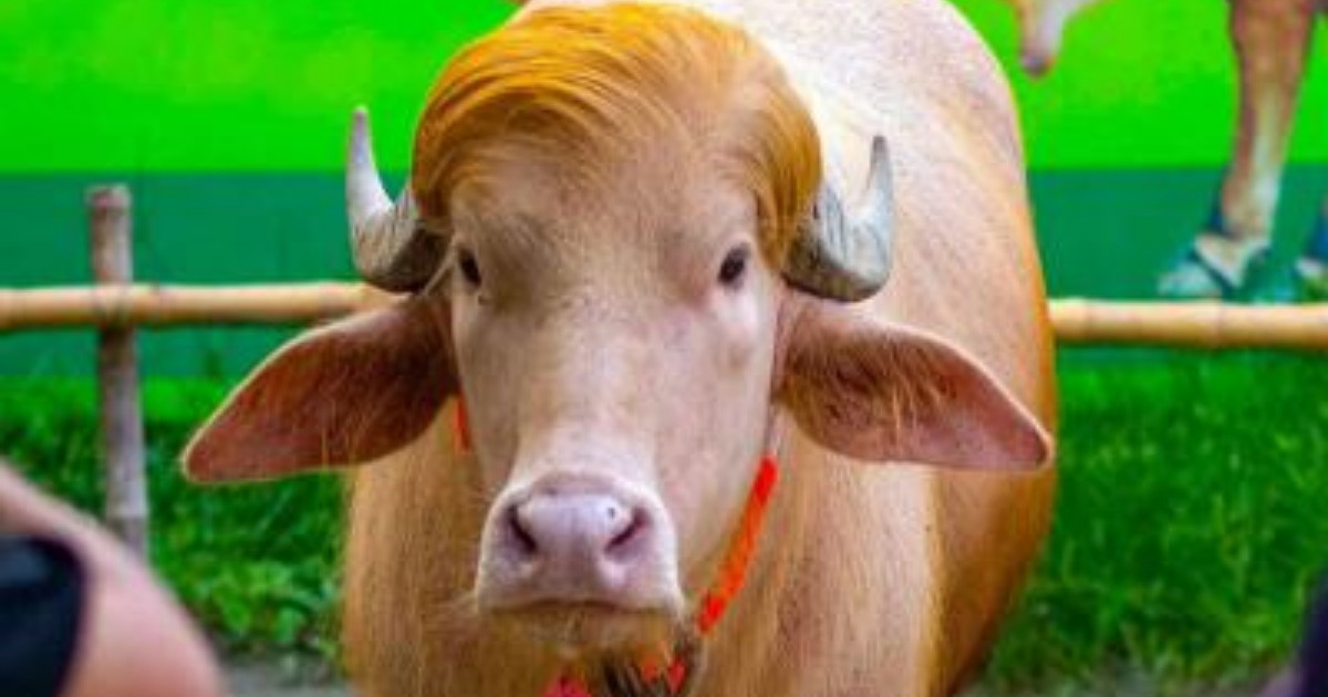 চিড়িয়াখানায় ডোনাল্ড ট্রাম্প নামের মহিষ দেখতে মানুষের ভিড়