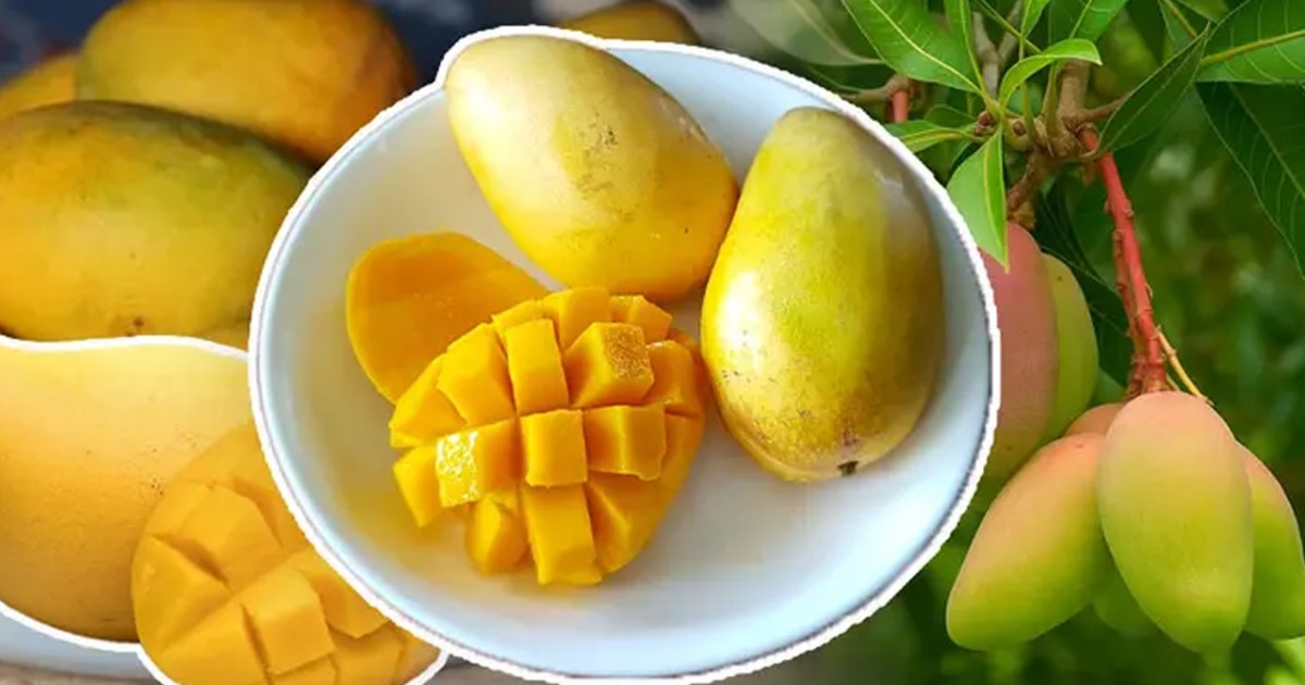 আম খাওয়ার পর এই পাঁচটি খাবার এড়িয়ে চলুন, হতে পারে বিপদ