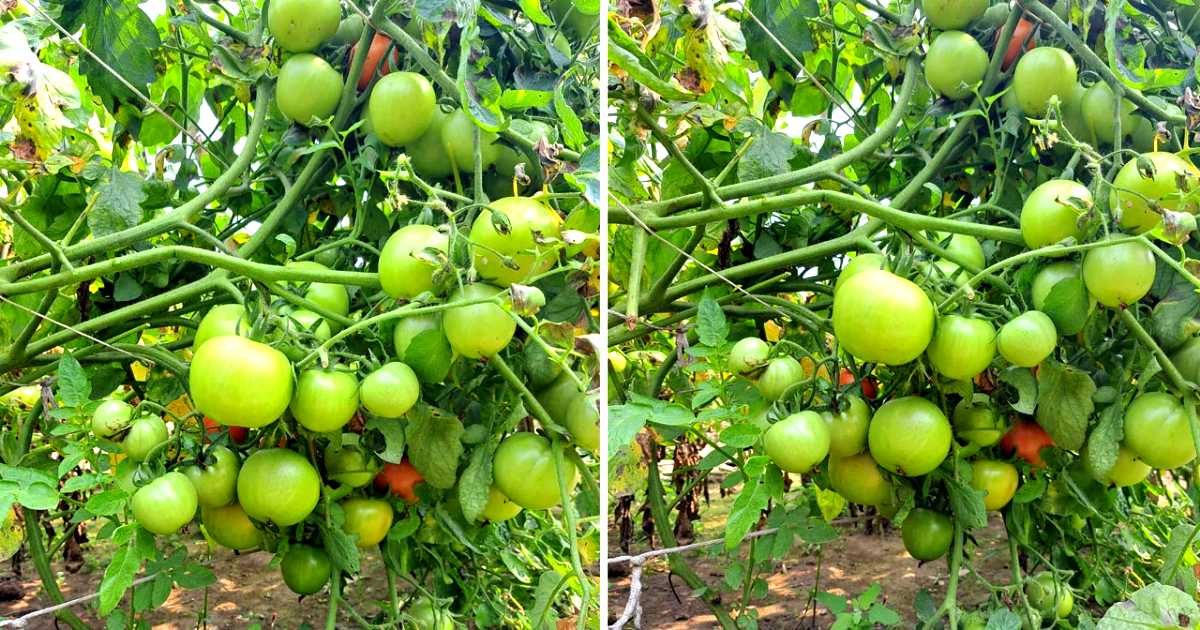 হাবিপ্রবি গবেষকের সাফল্য রাসায়নিক ছাড়াই বিষমুক্ত সবজি উৎপাদন
