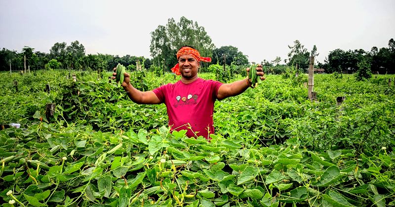 মাত্র ৫০ শতক জমিতে পটল চাষে লাখ টাকা লাভ রশিদুল ইসলামের
