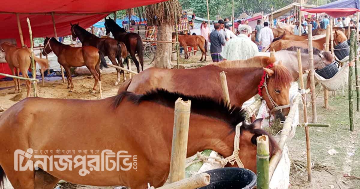 দিনাজপুরে ২০১ বছরের ঐতিহ্যবাহী বুড়াচিন্তামন ঘোড়ার মেলা