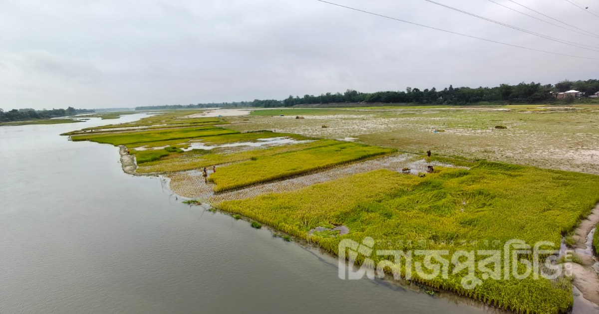 খানসামায় আত্রাই নদীর চরে আগাম ধান কাটছেন চাষিরা