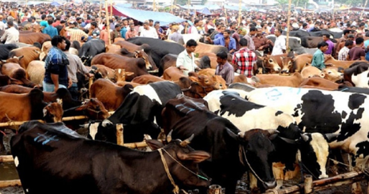 ঢাকায় বসছে ২৮টি কুরবানির পশুর হাট, স্বচ্ছ টেন্ডারে কঠোর অবস্থানে কর্তৃপক্ষ