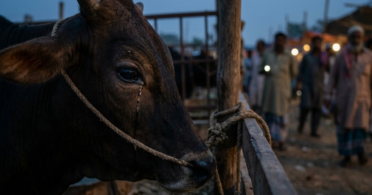 জবাইয়ের আগে পশু কান্না করে কেন