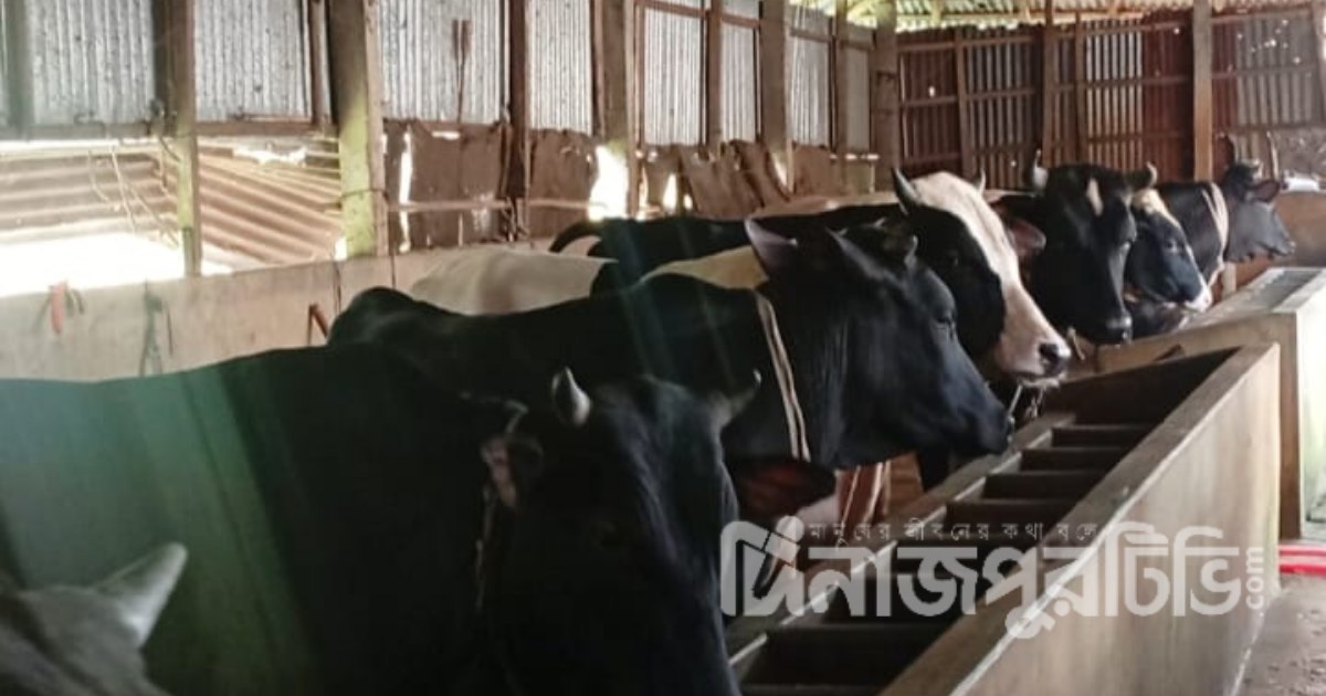 কুরবানির ঈদ সামনে রেখে ব্যস্ত বীরগঞ্জের খামারিরা