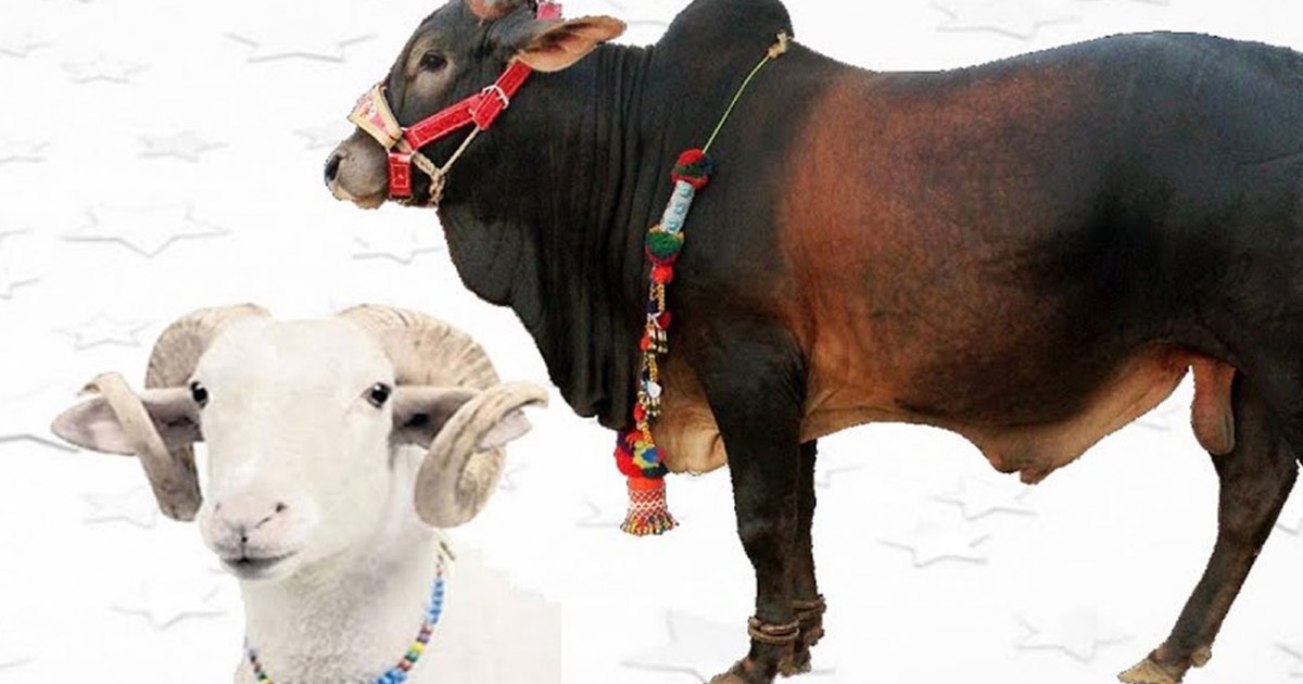 ওজন মেপে কোরবানির পশু কেনা কি জায়েজ