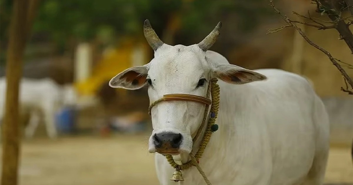 ঈদুল আযহা কোরবানির প্রস্তুতি নেবেন যেভাবে