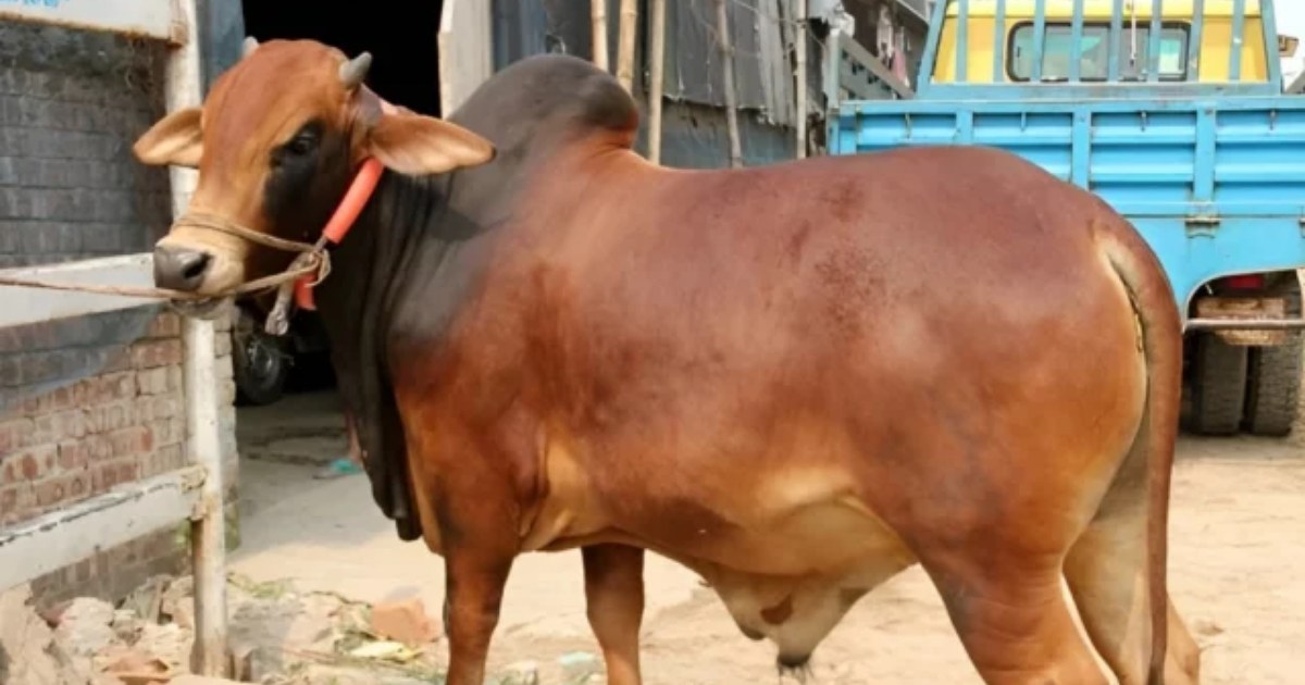 কোরবানির পশু দিয়ে কি আকিকা দেওয়া যাবে?