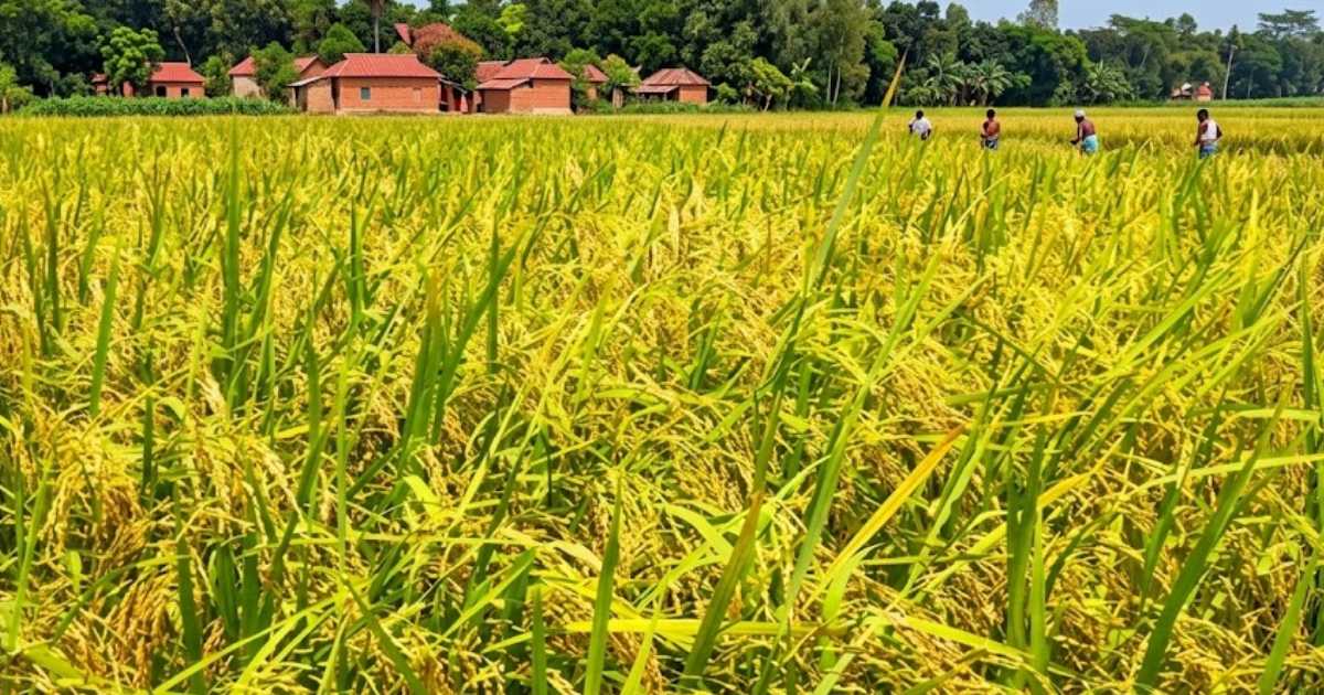 আউশের বাম্পার ফলন: নড়াইলে চাল উৎপাদনের নতুন লক্ষ্য