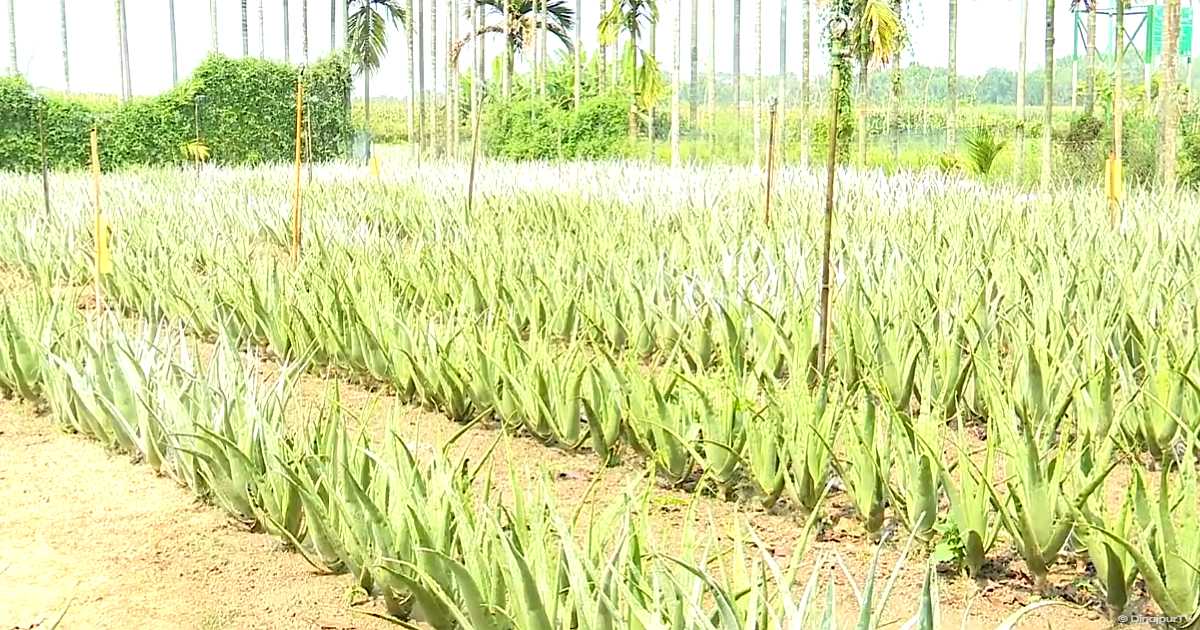 রোজেলা চা চাষে নাটোরে লাখপতি শহিদুল ইসলাম