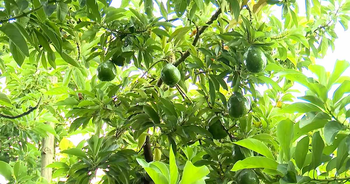 মুন্সীগঞ্জে অ্যাভোকাডো চাষে তাক লাগালেন রিপন