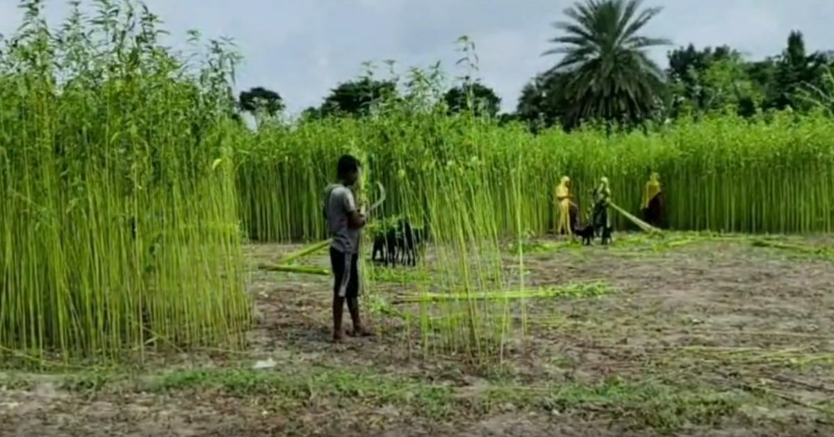পাটের বাম্পার ফলন ও কাঙ্ক্ষিত দামে মাঠে ব্যস্ত কৃষকরা